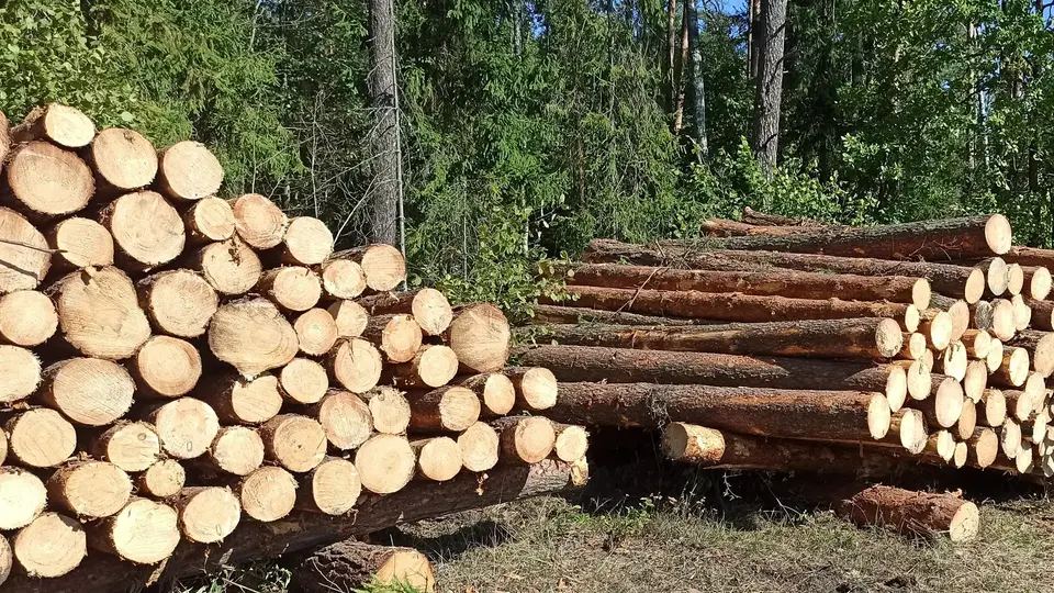 Stosy okrągłego drewna ułożone na skraju lasu